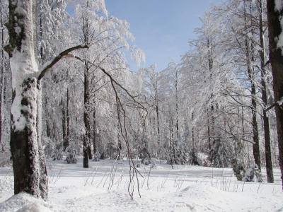 Bayrischer Wald