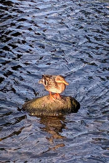 Tiere und Wasservögel rund um die Seen