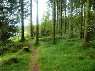 Der Harz