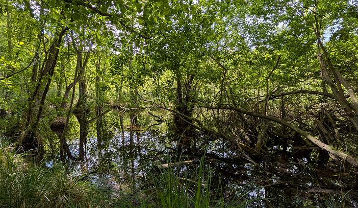 Natur pur in der Mecklenburgischen Seenplatte